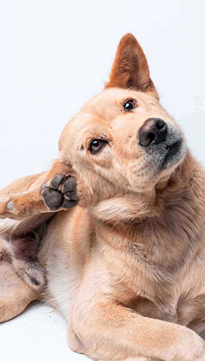 Hund Kratzt sein Ohr 340x600